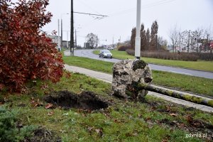 Akcja przesadzenia drzew koordynowana jest przez Wydział Ogrodnika Miasta/fot. Paweł Kukla