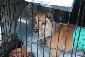 Mieszkańcy "Ciapkowa"