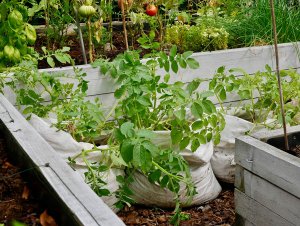 zioła i warzywa w ogrodzie
