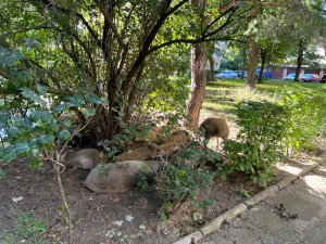 Dziki czasami śpią na osiedlowych trawnikach, nie próbuj ich przegonić - zadzwoń po Straż Miejską ( nr. tel. 986) (fot. Leonard Wawrzyniak // Straż Miejska w Gdyni)