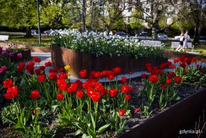 Tulipany w Parku Centralnym. Fot. Przemysław Kozłowski