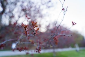 Wiosenne kwiaty w Gdyni