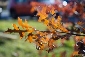 Nasadzenia nowych drzew przy ul. Wielkopolskiej i ul. Chwaszczyńskiej (fot. Kamil Złoch)