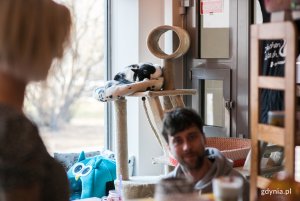 Spotkanie miłośników kotów w kociej kawiarni "Biały Kot" w Gdyni, fot. Karol Stańczak