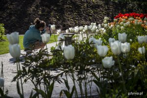 Tulipany w ogrodzie sensorycznym Parku Centralnego. Fot. Przemysław Kozłowski