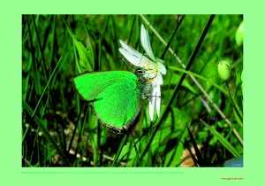 Zielony motyl na kwiecie rumianku.