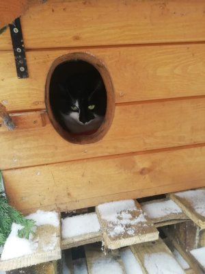 Kocie domki w Gdyni // fot. materiały Pomorskiego Kociego Domu Tymczasowego