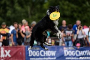 Zawody Latających Psów 2017 - Park Kolibki, Gdynia // fot.Dawid Linkowski