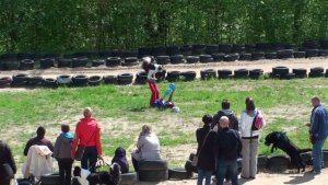 Psie fikołki - festyn edukacyjny "Pies w wielkim mieście" 13.05.2012