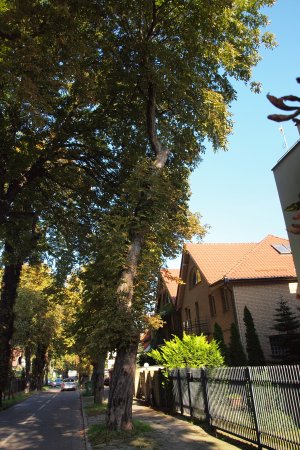 11 kasztanowców z ulicy Kasztanowej wymagają wymiany na nowe // fot. Beata Wegner