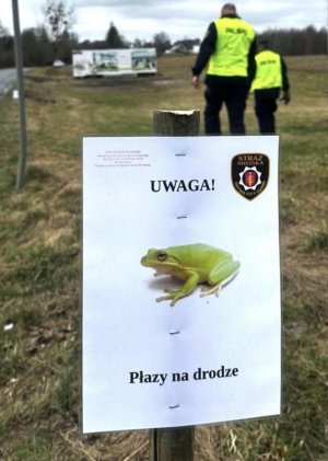 Migracje płaz&oacute;w już się rozpoczęły