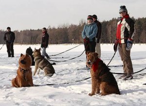 Zimowe spotkanie właścicieli psów 