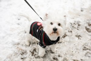 Wolontariusze na ulicach Gdyni podczas 29. finału WOŚP, fot. Karol Stańczak