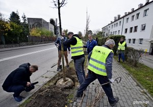 Symboliczne sadzenie nowych drzew przy ulicy Legionów, fot. Kamil Złoch