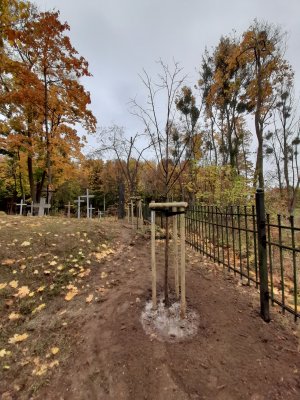 Młode drzewa