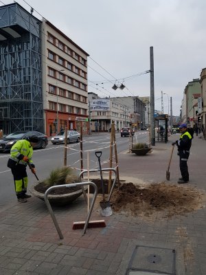 Prace przy sadzeniu nowych drzew