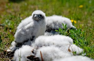 Obrączkowanie młodych sokołów z komina elektrociepłowni w Gdyni, fot. Kamil Złoch