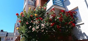 róże na balkonie
