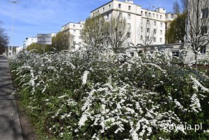 Aleja Marszałka Piłsudskiego (fot. Magdalena Starnawska)