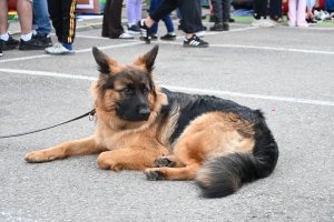 Mały i Wielki Kack: Dąbrowa i Karwiny świętują 100-lecie Gdyni! 