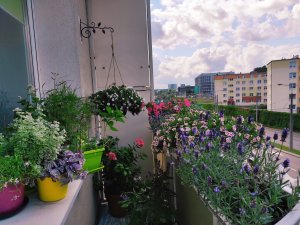 Balkon ozdobiony kwiatami. Doniczki zarówno na parapecie jak i ziemi i balustradzie. Autorka:: Małgorzata Skóra, dzielnica Działki Leśne