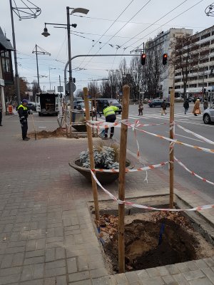 Prace przy sadzeniu nowych drzew