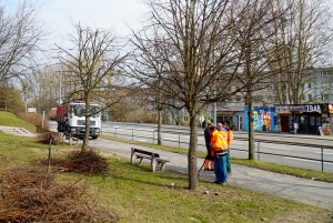 Lipy z ul. Rolniczej przesadzano w pobliże bloków // fot. Laboratorium Innowacji Społecznych