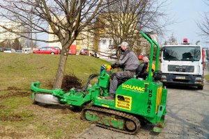 Lipy z ul. Rolniczej przesadzano w pobliże bloków // fot. Laboratorium Innowacji Społecznych