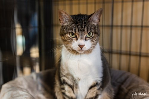 Zwierzęta z gdyńskiego „Ciapkowa