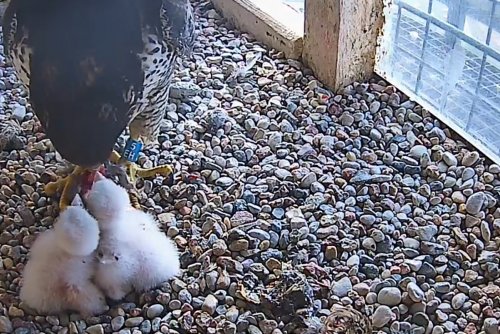 W gnieździe sokołów wędrownych na kominie elektrociepłowni PGE w Gdyni pojawiły się dwa pisklęta (fot. zrzut ekranu WebCam - Gdynia PGE EC)