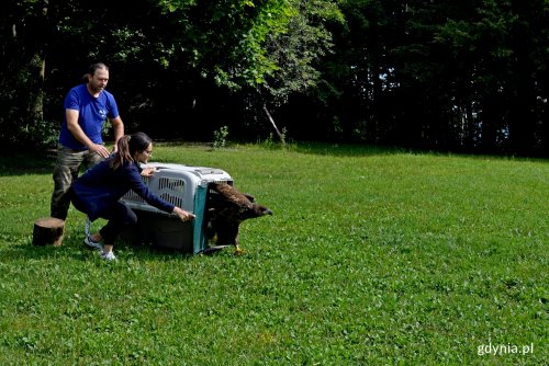 Samica bielika opuszczająca kontener i podrywająca się do lotu (fot. Sławomir Okoń)