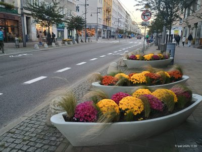 W centrum miasta pojawiły się chryzantemy (fot. Wydział Ogrodnika Miasta)