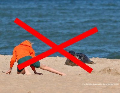 Tak nieodpowiedzialne przykłady zachowania zaobserwowali ostatnio pracownicy Stacji Morskiej, fot. Jarosław Jankowski / Stacja Morska Instytutu Oceanografii Uniwersytetu Gdańskiego