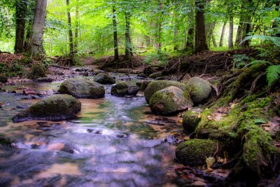 Potok w rezerwacie Kacze Łęgi. Zielone drzewa, nurt potoku, wystające spod wody kamienie. Letni dzień.