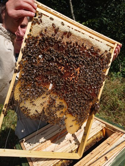 na zdjęciach życie marszewskich pszczół