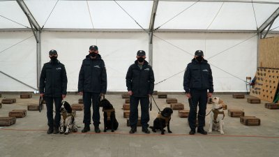 Czterech celników w mundurach z psami na smyczach wewnątrz namiotu