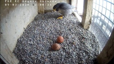 Pierwsze jaja gdyńskich sokołów pojawiły się w gnieździe // screen z www.peregrinus.pl