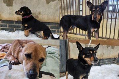 Psy, które trafiły do Gdyni (fot. Schroniska Ciapkowo i Kocham psisko)