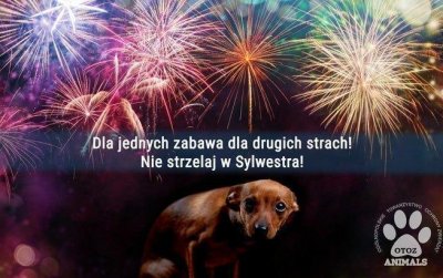 Gdyńskie „Ciapkowo” już po raz trzeci organizuje zbiórkę dla swoich podopiecznych pod hasłem „Weź nie strzelaj. Weź mnie przytul”. Fot. Ciapkowo
