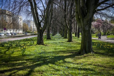 Aleja bukowa to częsta bohaterka zdjęć. Wiosną pięknie kwitną tu żonkile oraz cebulice syberyjskie. Teraz górujące nad nimi buki zostały pomnikami przyrody // fot. Karol Stańczak (archiwum)