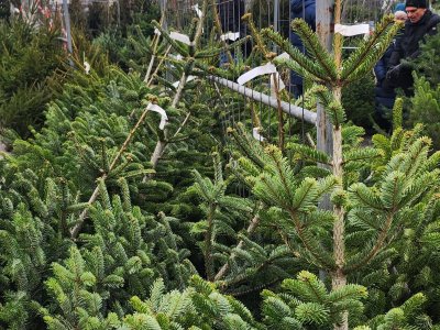 Choinki będą w sprzedaży do 24 grudnia (fot. Dorota Patzer)