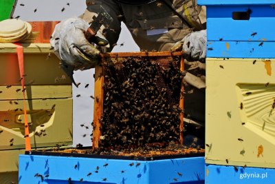 Na dachu Urzędu Miasta w pocie czoła pracuje około 200 tysięcy pszczół // fot. Paweł Kukla
