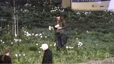 Kradzież kwiatów z łączki kwiatowej przed Teatrem Muzycznym // archiwum Straży Miejskiej