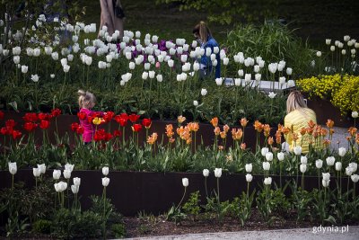 Tulipany w ogrodzie sensorycznym Parku Centralnego. Fot. Przemysław Kozłowski