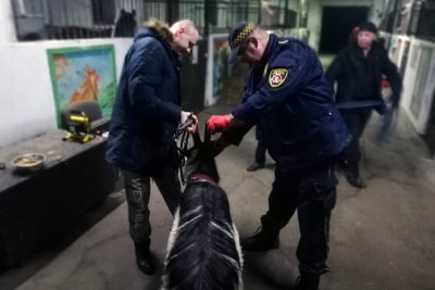 Ratowanie kóz w Wiczlinie. fot. Straż Miejska w Gdyni