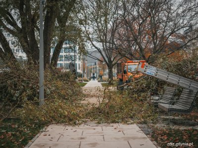 prace pielęgnacyjne drzew, trwa przycinanie gałęzi w parku, Widoczni pracownicy wykonujący cięcia.