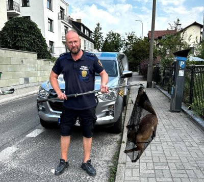 Leonard Wawrzyniak i lis z Kamiennej Góry (fot. Eko Patrol)