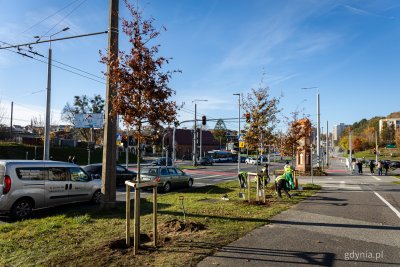 Ulica Wielkopolska, pas zieleni, samochody, słoneczny dzień. Trzy młode drzewa wsadzone na poboczu, widoczni pracownicy w kamizelkach