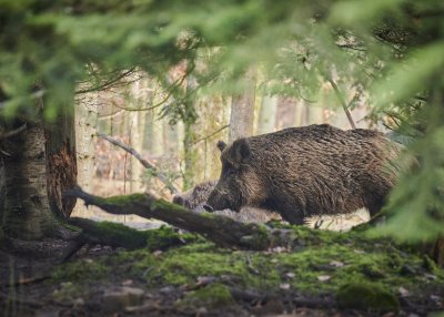 Do 31 maja odłowionych, a potem uśpionych zostanie 80 dzików z terenu Gdyni. Fot. Pixaby