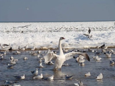 Ekopatrol co roku dokarmia gdyńskie łabędzie (zdjęcie z naszej grupy na FB „Gdynia w obiektywie